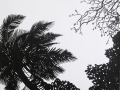 "Palm trees 2", March 2009, paper/acrylic
